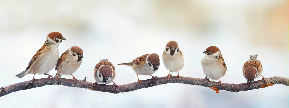 MF044 Wall décor art photographic on canvas wildlife birds on branch